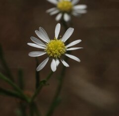 Calotis breviseta