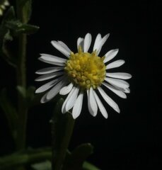 Calotis breviseta