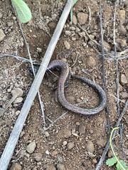 Batrachoseps nigriventris