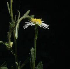 Calotis breviseta