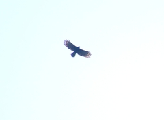 Spizaetus tyrannus