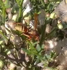 Polistes dorsalis californicus