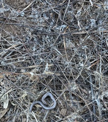 Batrachoseps nigriventris