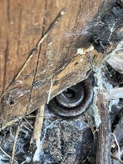 Batrachoseps nigriventris