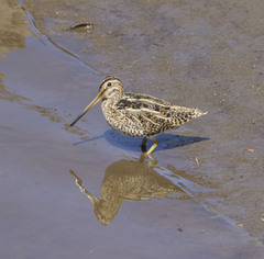 Gallinago magellanica