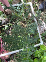 Leucaena