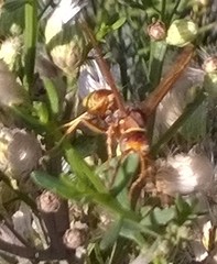 Polistes dorsalis californicus