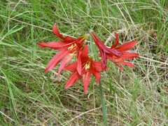 Zephyranthes bifida