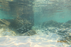 Atheriniformes