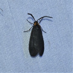 Acoloithus falsarius