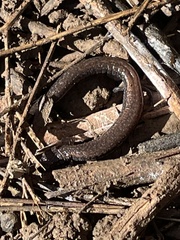 Batrachoseps nigriventris