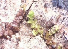 Frullania bolanderi