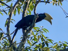 Anthracoceros malayanus