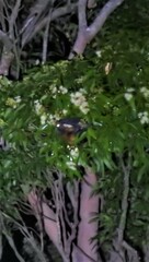 Pteropus poliocephalus