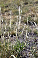 Pappophorum caespitosum