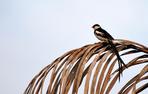 Pin-tailed Whydah
