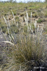 Pappophorum caespitosum