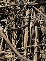 Batrachoseps nigriventris