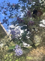 Ceanothus