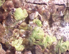 Frullania bolanderi
