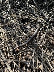 Batrachoseps nigriventris