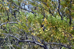 Larrea nitida