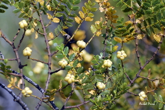 Larrea nitida