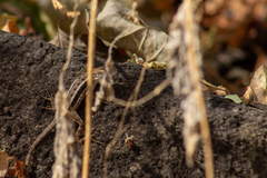 Sceloporus utiformis