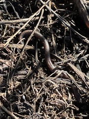 Batrachoseps nigriventris