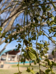 Phoradendron leucarpum