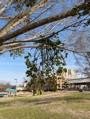 Phoradendron leucarpum