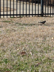 Turdus migratorius