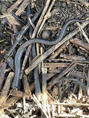 Batrachoseps nigriventris