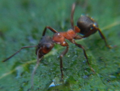 Formica sanguinea