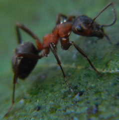 Formica sanguinea