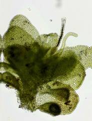 Frullania bolanderi