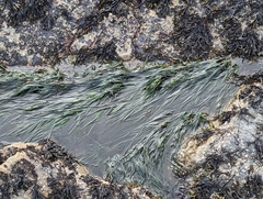 Phyllospadix scouleri