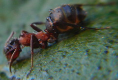 Formica sanguinea