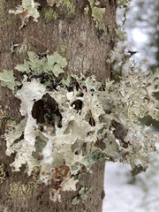 Platismatia tuckermanii