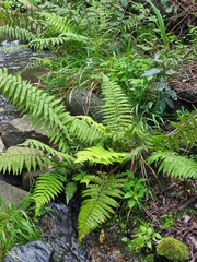 Christella dentata image