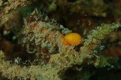 Cystiscidae