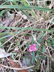 Cyanothamnus polygalifolius
