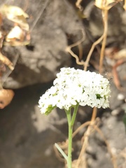 Tournefortia hartwegiana