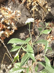 Tournefortia hartwegiana