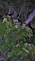 Pteropus poliocephalus