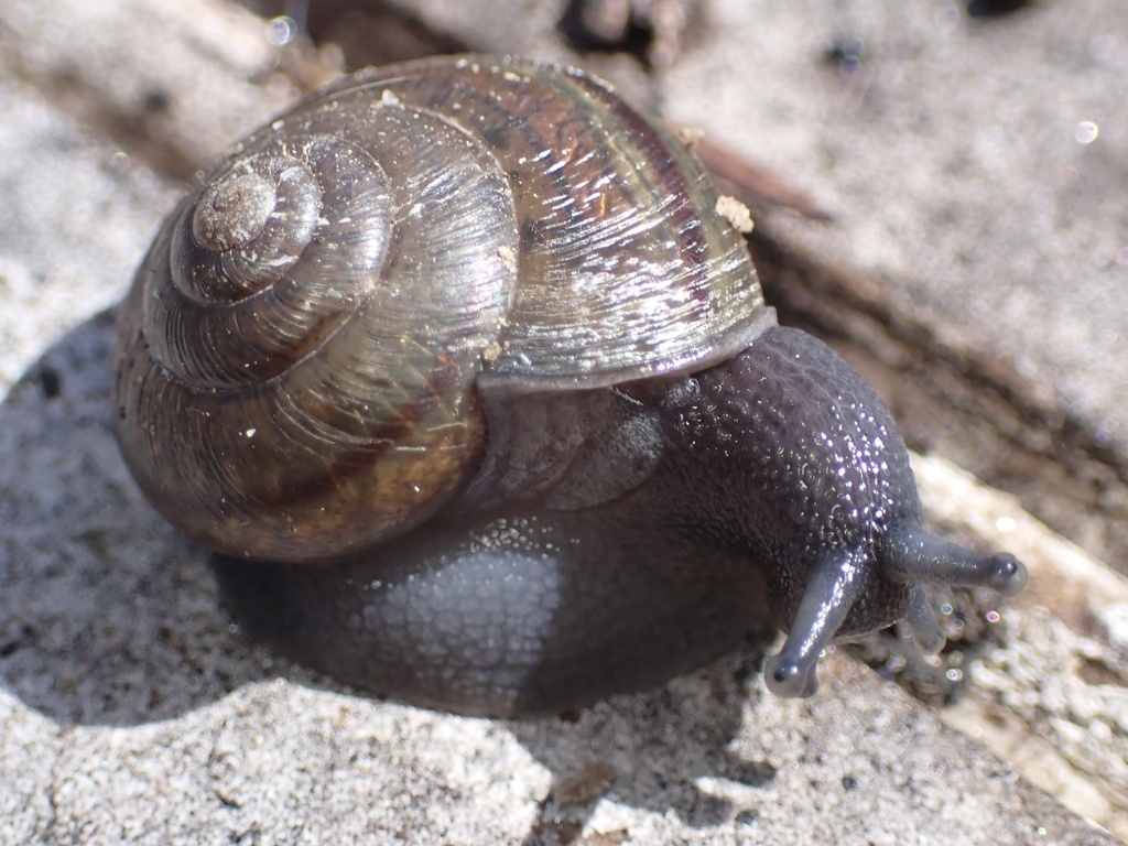 southern shoulderband