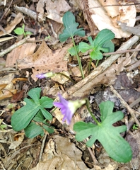 Viola triloba