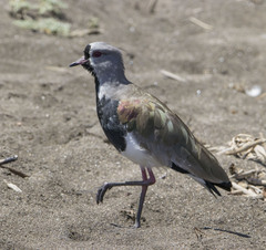 Vanellus chilensis chilensis