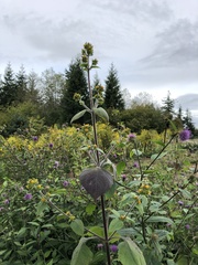 Sigesbeckia pubescens