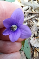 Viola triloba